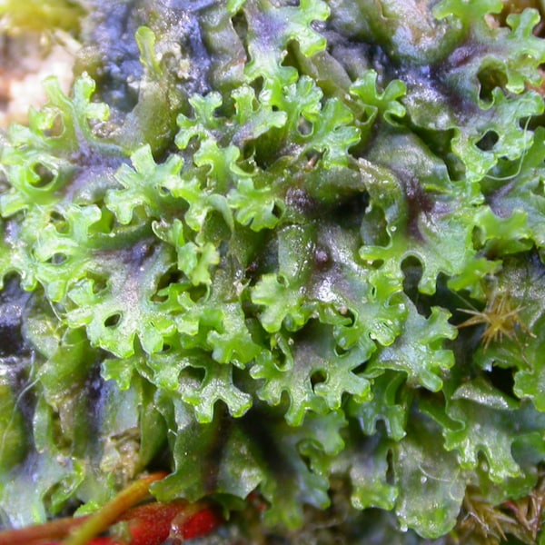 Terrarium Liverwort Endiviifolia with Phytosanitary certification and Passport, grown by moss supplier