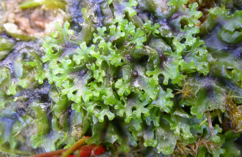 Terrarium Liverwort Endiviifolia with Phytosanitary certification and Passport, grown by moss supplier image 1