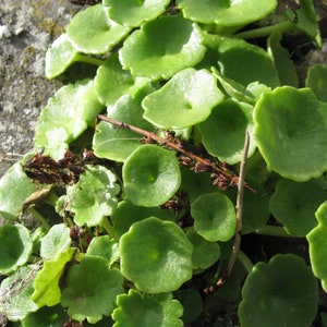 3 Umbilicus rupestris tuberous roots, the navelwort, penny-pies or wall pennywort, Perfect for terrariums vivariums and rock wall gardens image 5