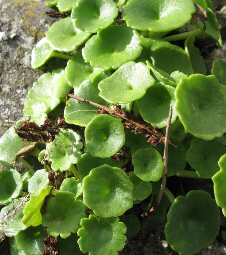 3 Umbilicus rupestris tuberous roots, the navelwort, penny-pies or wall pennywort, Perfect for terrariums vivariums and rock wall gardens image 5