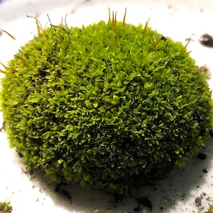 Terrarium moss Tortula freibergii, with Phytosanitary certification and Passport, grown by moss supplier