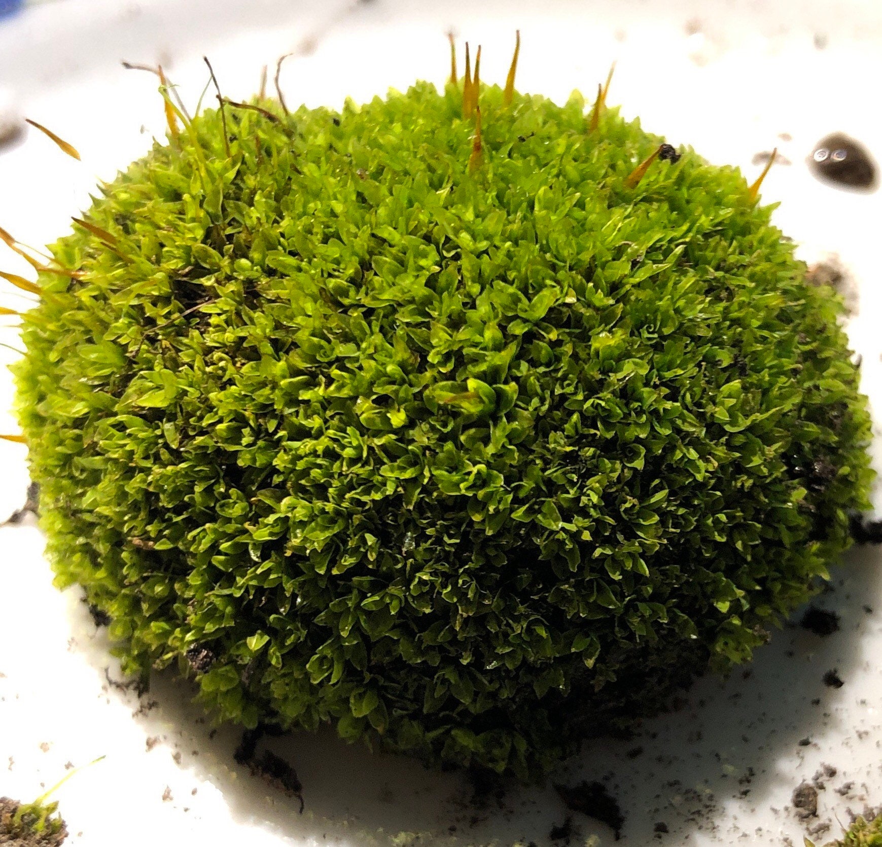 Terrarium Moss Tortula Freibergii, With Phytosanitary Certification and  Passport, Grown by Moss Supplier -  Finland