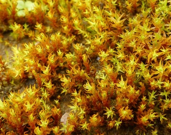 Mousse de terrarium Bryoerythrophyllum ferruginascens, avec certification phytosanitaire et passeport, cultivée par le fournisseur de mousse
