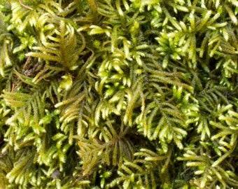 Terrarium moss Hyocomium armoricum with Phytosanitary certification and Passport, grown by moss supplier