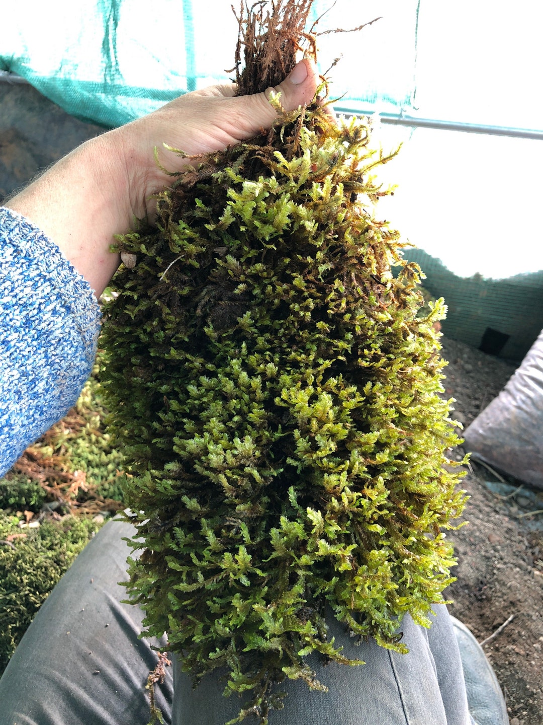 Terrarium Hanging Moss Neckera Crispa With Phytosanitary 