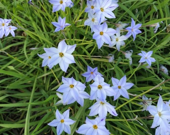 Ipheion uniflorum La starflower bleu