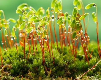 Terrarium moss Pohlia nutans perfect bonsai moss, with Phytosanitary certification and Passport, grown by moss supplier