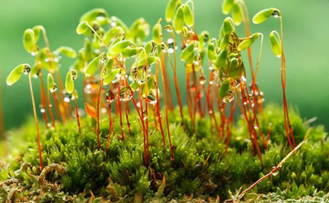 First time making a moss and lichen terrarium : r/terrariums