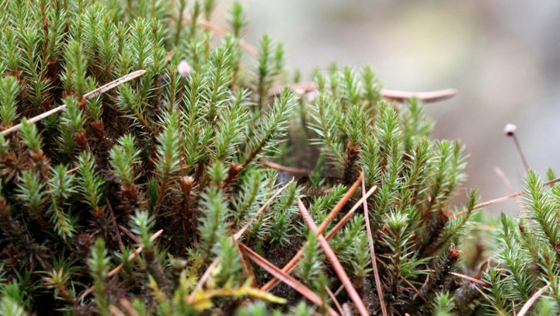 Terrarium moss Polytrichum strictum, with Phytosanitary certification and Passport, grown by moss supplier 10x10cm moss cm