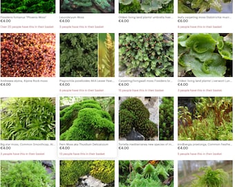 Moss collection Select 15 to 45 species of moss with Phytosanitary certification and Passport, grown by moss supplier