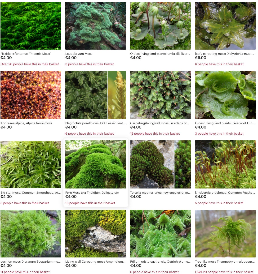 Moss collection Select 15 to 45 species of moss with Phytosanitary