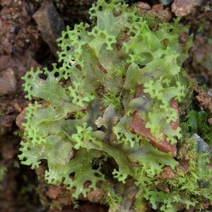 Terrarium Liverwort Endiviifolia with Phytosanitary certification and Passport, grown by moss supplier image 2