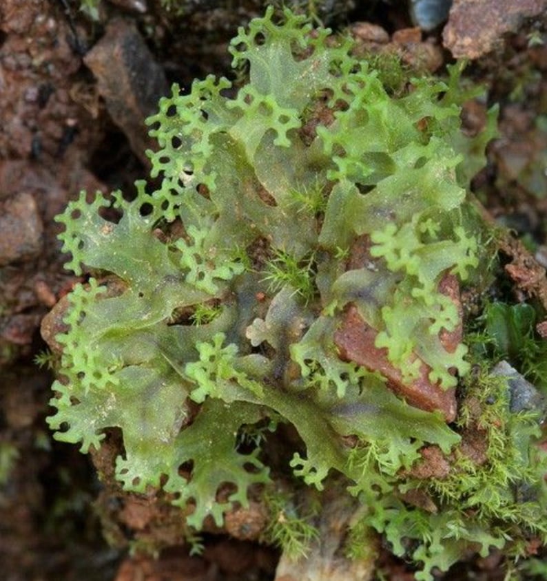 Terrarium Liverwort Endiviifolia with Phytosanitary certification and Passport, grown by moss supplier image 2