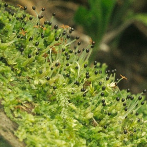 Terrarium carpeting liverwort Lophocolea bidentata, with Phytosanitary certification and Passport, grown by moss supplier image 5