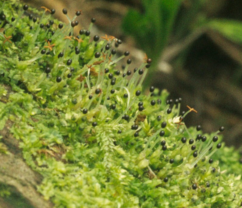 Terrarium carpeting liverwort Lophocolea bidentata, with Phytosanitary certification and Passport, grown by moss supplier image 5