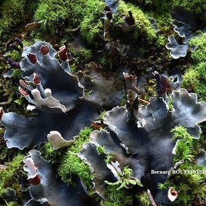 Terrarium Beautiful Felt Lichen AKA Peltigera praetextata with Phytosanitary certification and Passport, grown by moss supplier 5x5cm