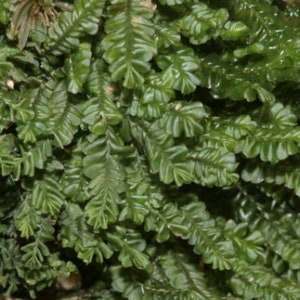 Terrarium liverwort Plagiochila porelloides liverwort carpets with Phytosanitary certification and Passport, grown by moss supplier stitched to hessian