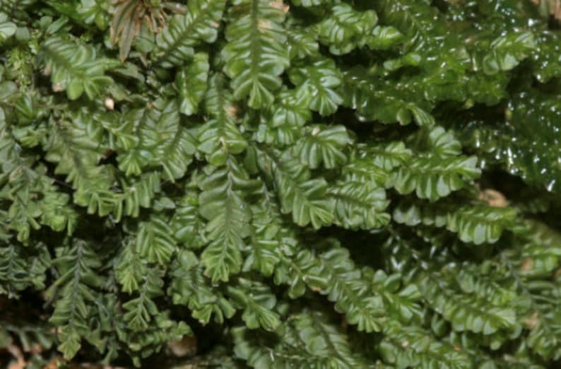 Terrarium liverwort Plagiochila porelloides liverwort carpets with Phytosanitary certification and Passport, grown by moss supplier stitched to hessian
