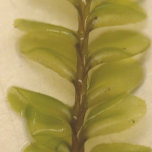 Terrarium liverwort Plagiochila porelloides liverwort carpets with Phytosanitary certification and Passport, grown by moss supplier image 5