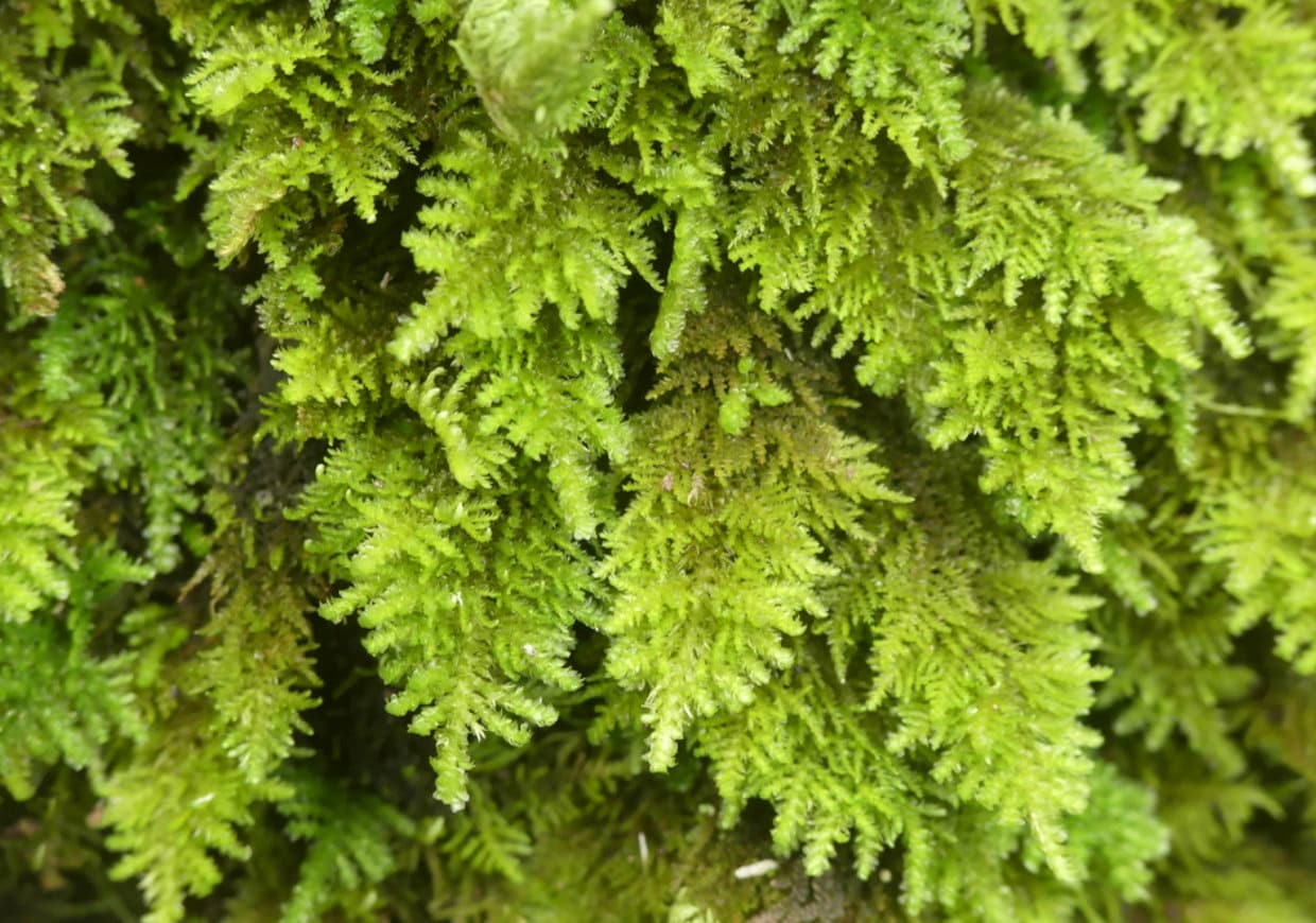 Terrarium moss plagiomnium undulatum moss with Phytosanitary certification  and Passport, grown by moss supplier