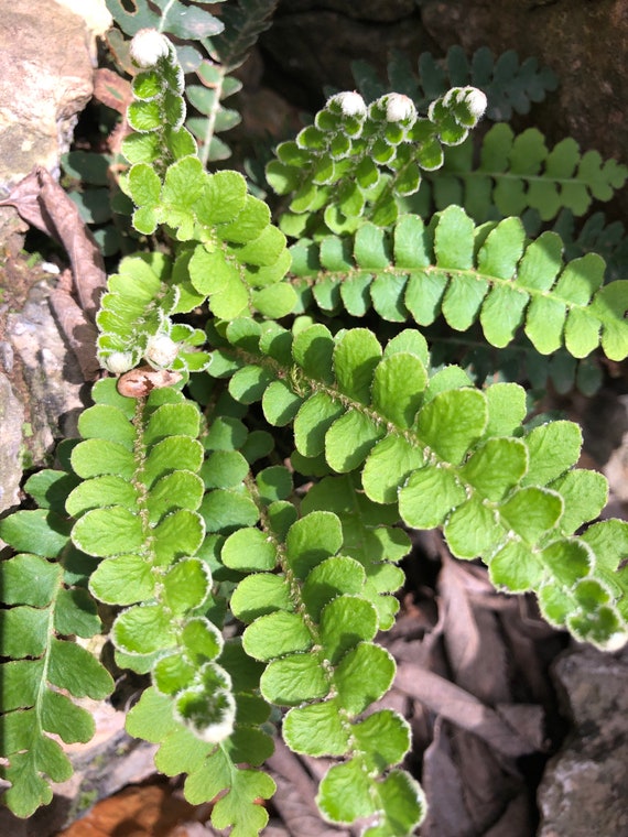 Scale Plant or Asplenium Ceterach With - Etsy Israel