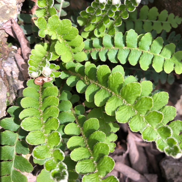 Scale Fern plant or spores! Asplenium ceterach with Phytosanitary certification and Passport, grown by moss supplier