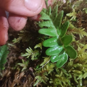 Moss carpets with fern for terrarium backdrop, vertical moss and fern carpets for terrarium, Polypodium vulgare image 1