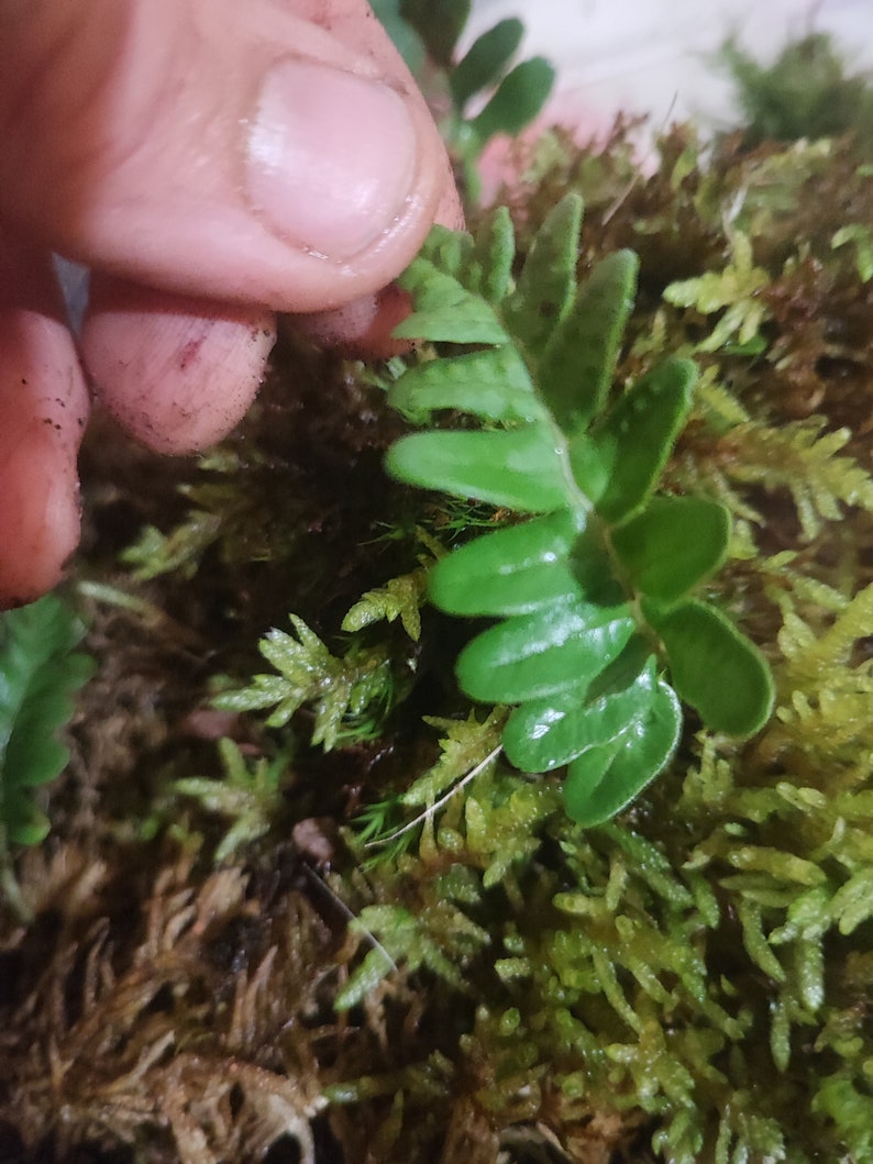 Moss carpets with fern for terrarium backdrop, vertical moss and fern carpets for terrarium, Polypodium vulgare image 1