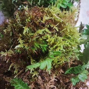 Moss carpets with fern for terrarium backdrop, vertical moss and fern carpets for terrarium, Polypodium vulgare image 3