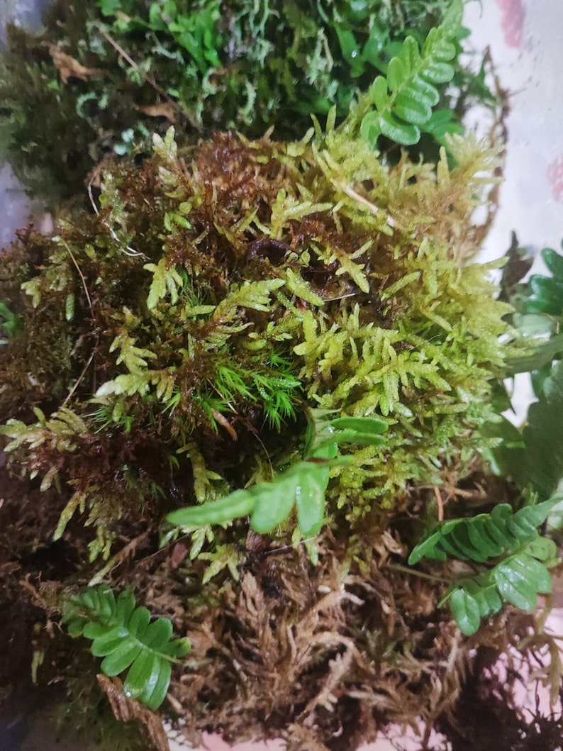 Moss carpets with fern for terrarium backdrop, vertical moss and fern carpets for terrarium, Polypodium vulgare image 3
