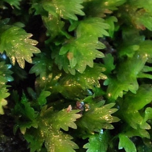 Fissidens Bryoides Rare Live Moss for Terrarium, Vivarium, Riparium, Paludarium image 4
