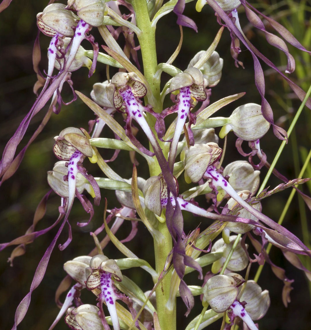 Himantoglossum Hircinum, the Lizard Orchid Bulbs or Seed Pods, Ground Orchid,  Animal Pest Control -  Ireland
