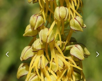 Orchis anthropophora bulb or seed pod and substrate. Aceras anthropophorum, the man orchid, ground orchid bulbs