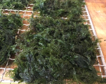Aquarium moss Fissidens fontanus &quot;Phoenix Moss&quot;, with Phytosanitary certification and Passport, grown by moss supplier