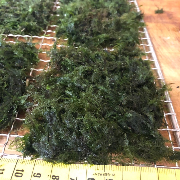 Aquarium moss Fissidens fontanus "Phoenix Moss", with Phytosanitary certification and Passport, grown by moss supplier