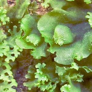 Terrarium Liverwort Endiviifolia with Phytosanitary certification and Passport, grown by moss supplier image 3