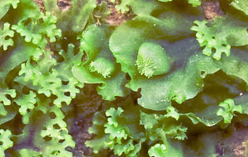 Terrarium Liverwort Endiviifolia with Phytosanitary certification and Passport, grown by moss supplier image 3