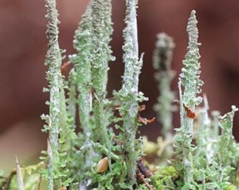 Dragon horn lichen, with Phytosanitary certification and Passport, grown by moss supplier