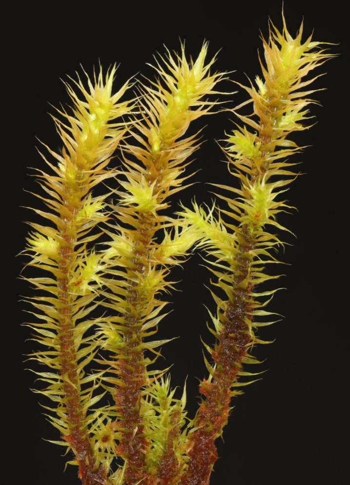 https://www.thebryophytanursery.com/listing/1028589202/breutelia-chrysocoma-golden-head-moss