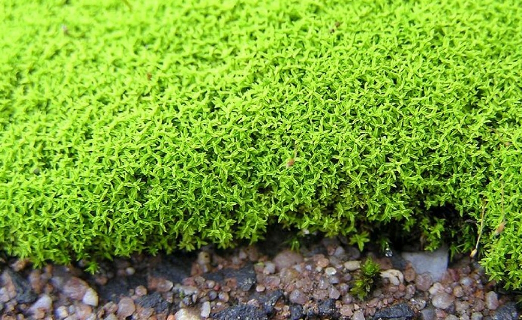 Barbula Unguiculata, Mousse à Barbe Griffe d'oiseau, Disques Inoculés et Substrat. Fournisseur de Mo