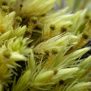 Terrarium moss Aulacomnium palustre, with Phytosanitary certification and Passport, grown by moss supplier image 4