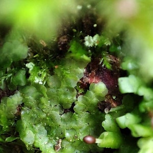 Radula complanata, woodcut plant, terrarium plant, Pale Scalewort image 5