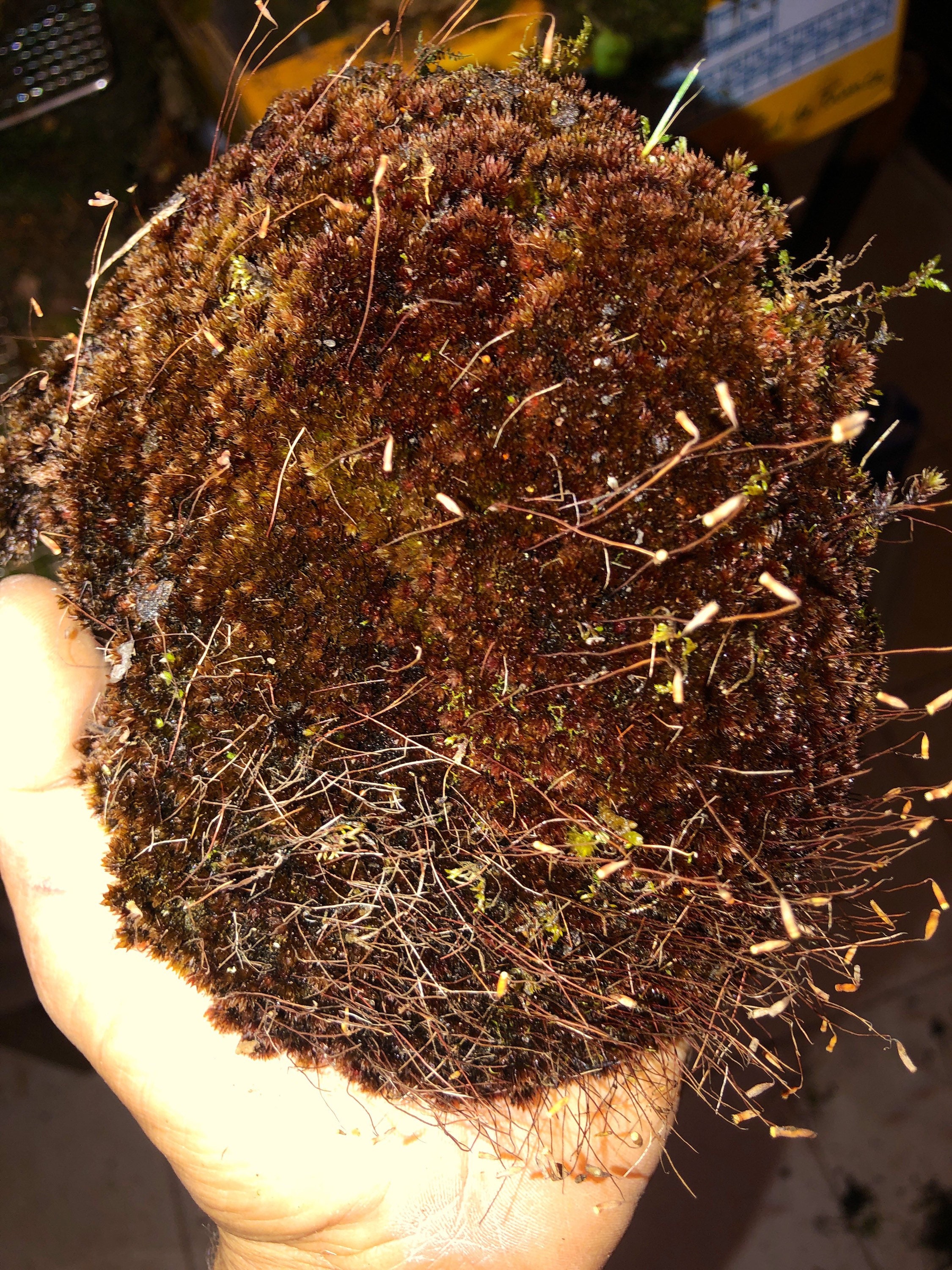 Live Fern Moss / Sheet Moss multiple Sizes terrarium, Vivarium