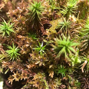 Terrarium moss 15cm tall Polytrichum juniperinum moss with Phytosanitary certification and Passport, grown by moss supplier image 6