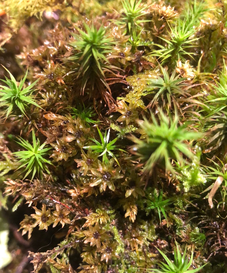 Terrarium moss 15cm tall Polytrichum juniperinum moss with Phytosanitary certification and Passport, grown by moss supplier image 6