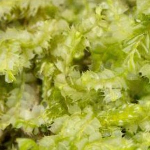 Terrarium carpeting liverwort Lophocolea bidentata, with Phytosanitary certification and Passport, grown by moss supplier image 3