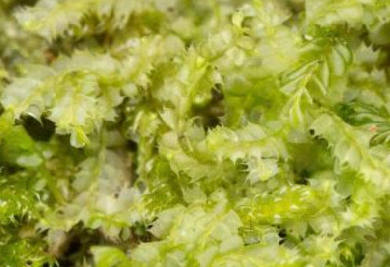 Terrarium carpeting liverwort Lophocolea bidentata, with Phytosanitary certification and Passport, grown by moss supplier image 3