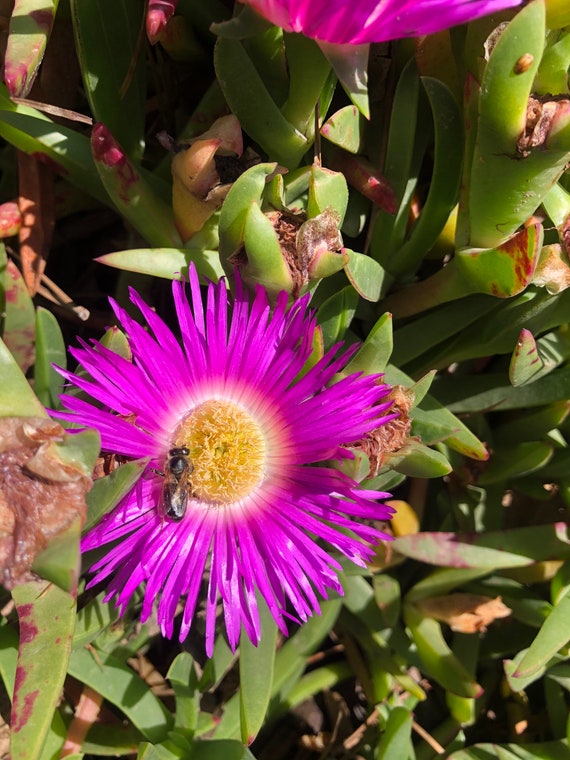 Carpobrotus chilensis higo de mar flor rosa 1 planta con - Etsy México Carpobrotus chilensis higo de mar flor rosa 1 planta con - Etsy México