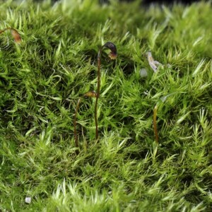 Terrarium moss Rhynchostegiella tenella, with Phytosanitary certification and Passport, grown by moss supplier image 6