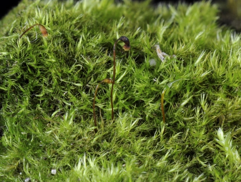Terrarium moss Rhynchostegiella tenella, with Phytosanitary certification and Passport, grown by moss supplier image 6